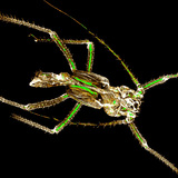 Изхвърлен хитинов скелет на листна въшка