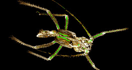 Изхвърлен хитинов скелет на листна въшка