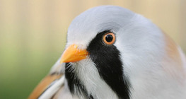 Мустакато тръстикарче