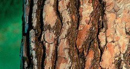 Кората на бял бор