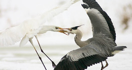 Борба за плячка