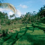 Терасовидни оризови насаждения