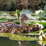 Патица с патенца