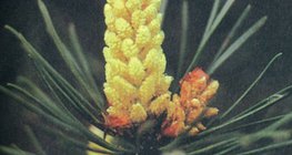 Мъжките цветове на бора