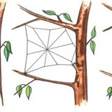 Процесът на изработка на паяджина при паяка кръстоносец