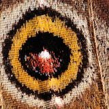 Крило на пеперуда