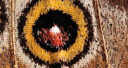 Крило на пеперуда