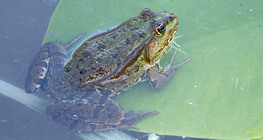 Зелена водна жаба