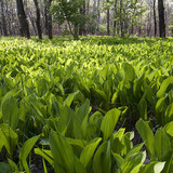 Момина сълза