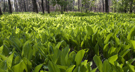 Момина сълза