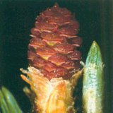Conifer cone
