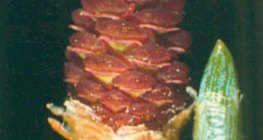 Женските цветове на бора