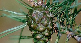 Шишарка на бял бор