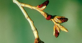 Мъжки реси на черна топола