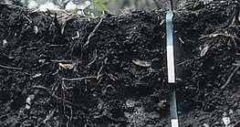 Профил на рендзини