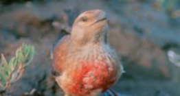 Общата конопарче