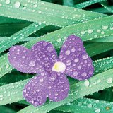 Скреж, роса и мъгла