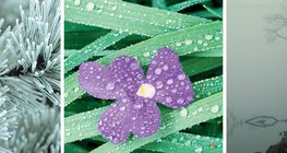 Скреж, роса и мъгла