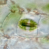 Устица за газообмен при растенията