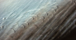 Фината структура на птичето перо (виждат се и клипсите за захващане на перото)