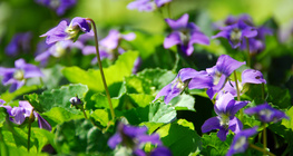 Горска теменуга (виолетка)