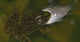 Жаба яде риба