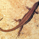 Стенен гущер