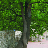 Сплетени дървета