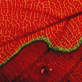 Лист (макроснимка)