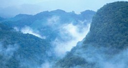 Тропическа дъждовна гора в Централна Америка