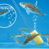 Аериране на аквариум