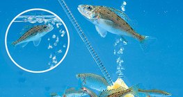 Аериране на аквариум