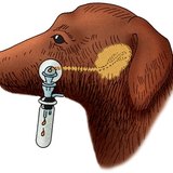 Measuring the rate of a dog's saliva secretion