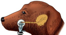 Измерваме отделянето на слюнка при кучето (по метода на Павлов)