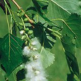 Семена и пухчета на черна топола