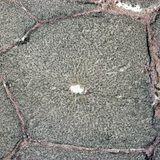 Разрез на черен дроб (свински)