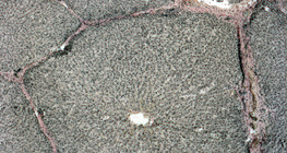 Разрез на черен дроб (свински)