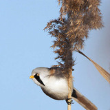 Мустакато тръстикарче