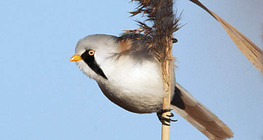 Мустакато тръстикарче