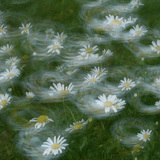 Цветя, люшнати от вятъра