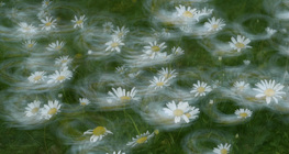 Цветя, люшнати от вятъра