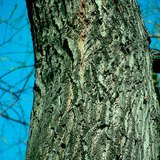 Кора на върба