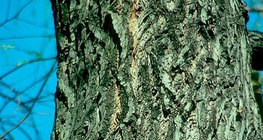 Кора на върба