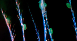 Хитинови косъмчета на медоносна пчела, по които е полепнал цветен прашец