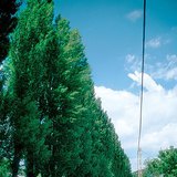 Крайпътни черни тополи