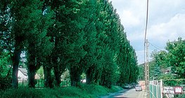 Крайпътни черни тополи