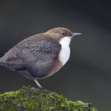 Воден кос
