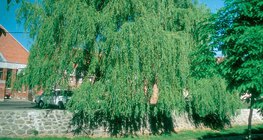 Плачеща върба