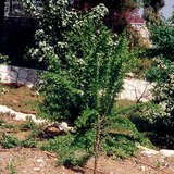 Капково поливане