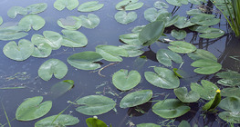 Водна лилия